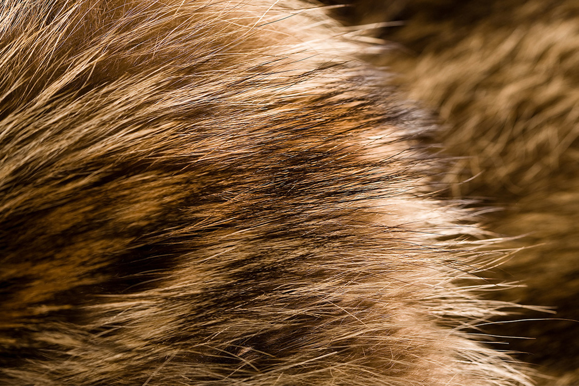 “Fur”/